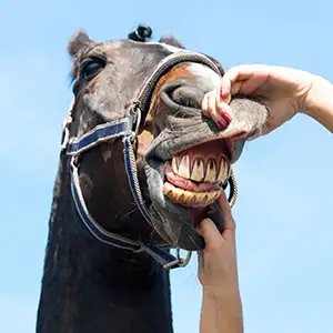 Tier-Zahnarzt untersucht das Pferdegebiss