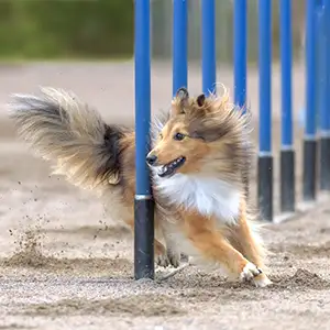 Hund beim Agility-Sport