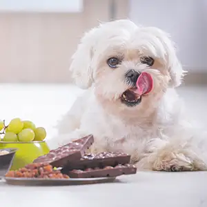 Hund sitzt neben giftigen Lebensmitteln