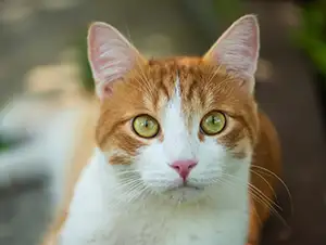 Katze mit treuem Blick