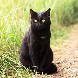 Schwarze Katze sitzt auf der Wiese