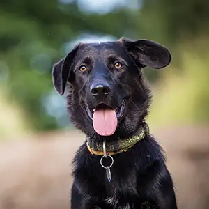 Portrait eines Schwarzen Hundes