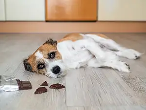 Hund ist krank, nachdem er Schokolade gefressen hat