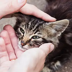 Frauenhände streicheln beruhigend eine Katze, die auf der Straße sitzt.