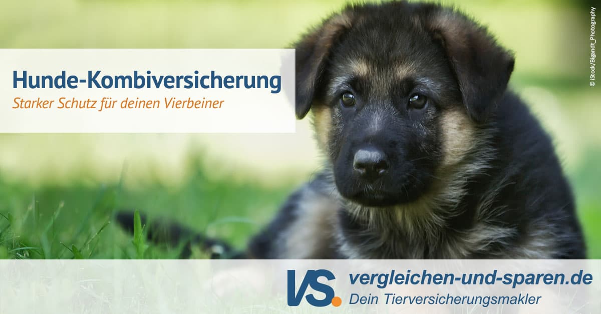 Hunde-Kombiversicherung