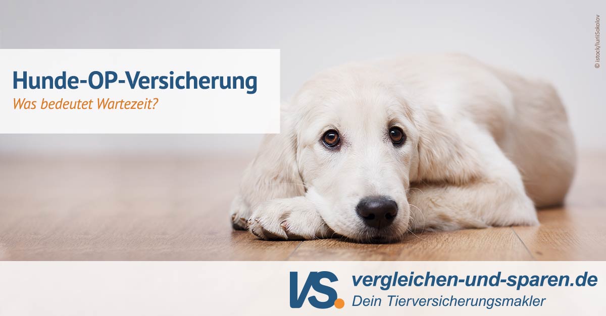 Wartezeit In Der Hunde OP Versicherung | VS.